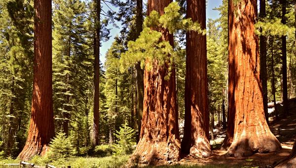 Parque Nacional Gran Sequoya 